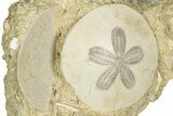 Two Fossil Sand Dollars (Scutella) - France #336747-1